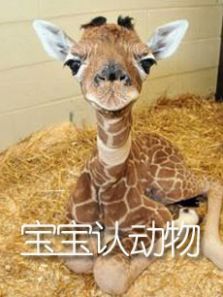 宝宝认动物