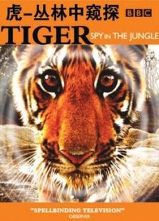 BBC：虎-丛林中窥探