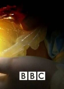 BBC：十大致命生物第二季