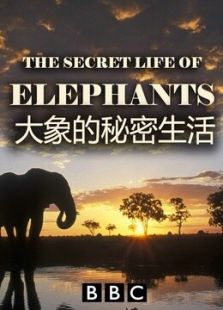 BBC：大象的秘密生活